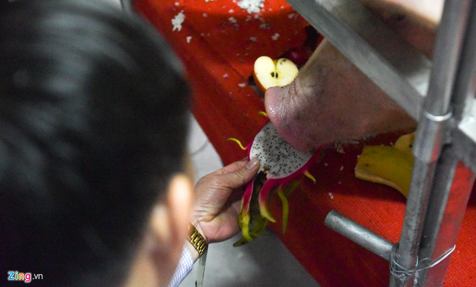 Ông lợn ngày ăn hoa quả, đêm ngủ mắc màn ở hội rước La Phù